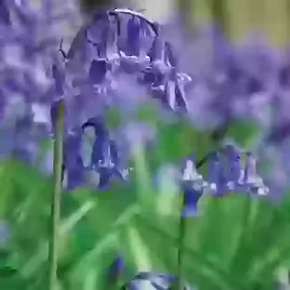 English Bluebells - Hyacinthoides